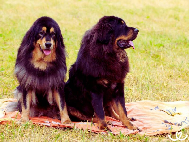 Plemeno-tibetska-doga-mastiff (1)